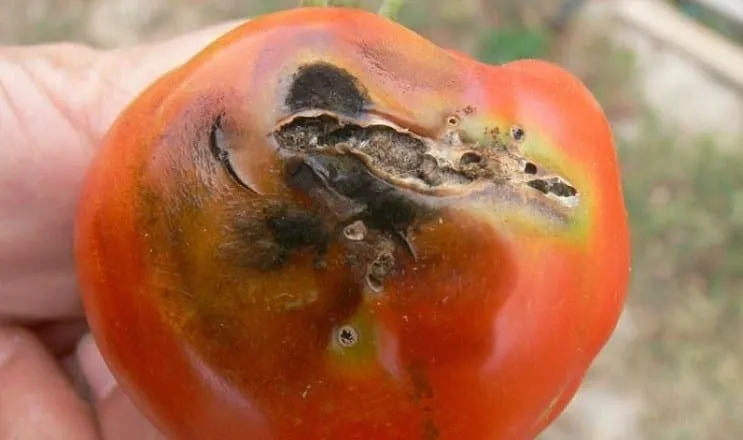 dégats-tuta-absoluta-tomate.webp